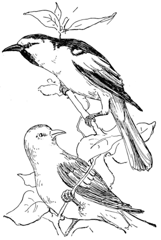 Baltimore Oriole  Coloring Page